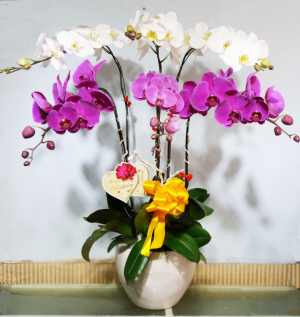 Chậu lan hồ điệp - 08