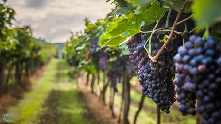 Vườn nho Tây Ninh